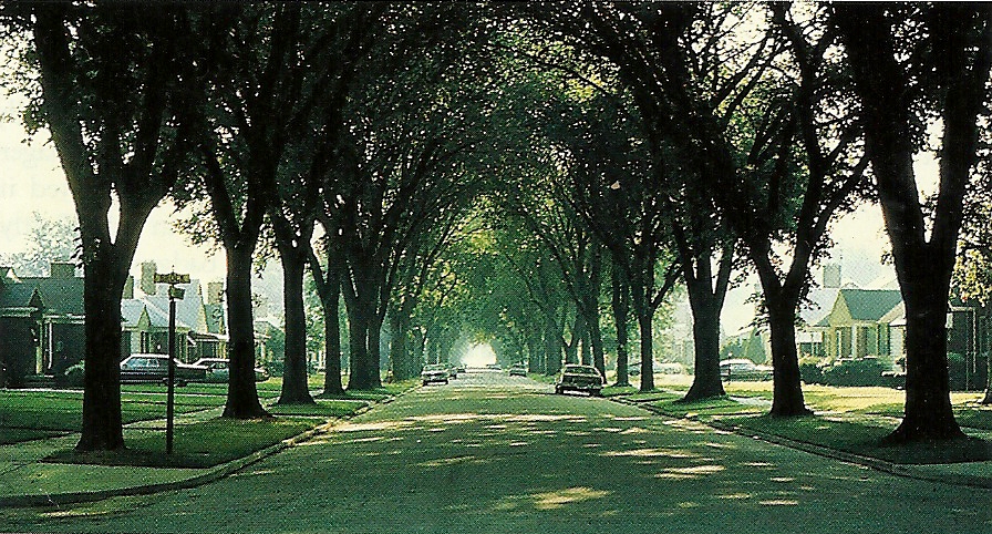 AStoryOfTrees.LeonieHagen.RUNNER2022